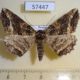 57447p Geometridae Cryptochorina amphidasyaria f Primorye $6