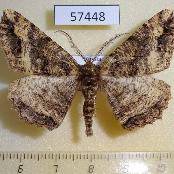 Geometridae Cryptochorina amphidasyaria Primorye
