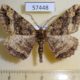 57448p Geometridae Cryptochorina amphidasyaria Primorye $5