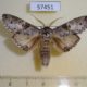 57451p Notodontiidae Ellida branickii Primorye $10
