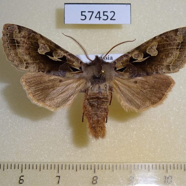 Noctuidae Perigrapha hoenei Primorye