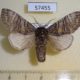 57455p Notodontiidae Epodonta lineata Primorye $7