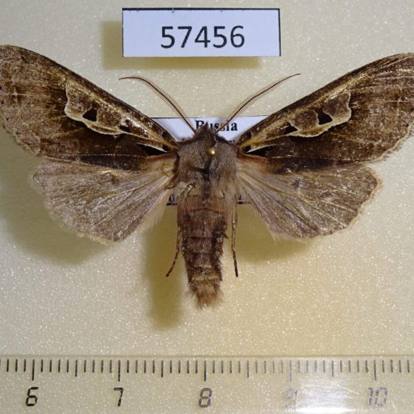 Noctuidae Perigrapha hoenei Primorye
