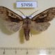 57456p Noctuidae Perigrapha hoenei Primorye $6