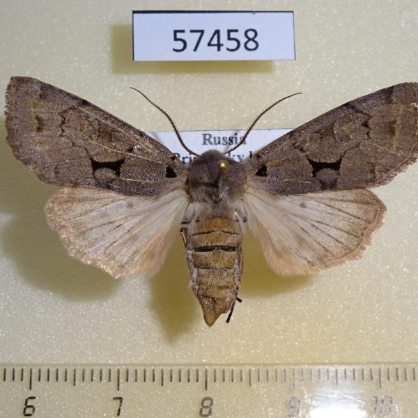 Noctuidae Orthosia carnipennis f Primorye