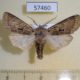 57460p Noctuidae Orthosia carnipennis Primorye $5