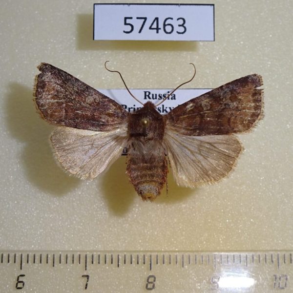 Noctuidae Cerastis leucographa f Primorye