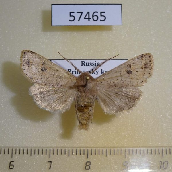 Noctuidae Orthosia lizetta Primorye
