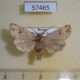 57465p Noctuidae Orthosia lizetta Primorye $5