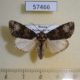 57466p Noctuidae Craniophora ligustri f Ptimorye $6