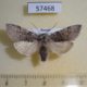 57468p Thyatiridae Achlya hoerburgeri Primorye $6