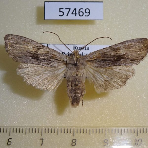 Noctuidae Lithophane socia Primorye
