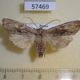 57469p Noctuidae Lithophane socia Primorye $5