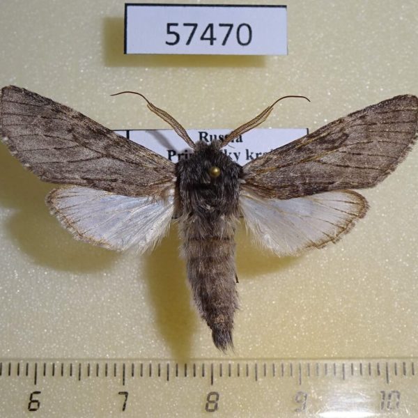 Notodontiidae Dicranura tsvetaevi Primorye