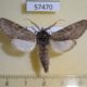 57470p Notodontiidae Dicranura tsvetaevi Primorye $5