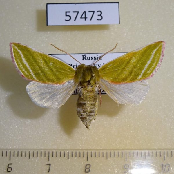 Noctuidae Pseudoips prasinana f Primorye