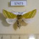 57473p Noctuidae Pseudoips prasinana f Primorye $6
