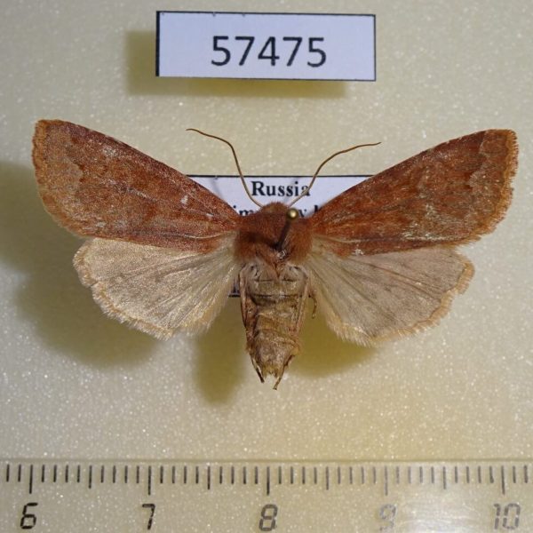 Noctuidae Orthosia odiosa f Primorye