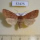 57475p Noctuidae Orthosia odiosa f Primorye $10
