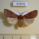 57476p Noctuidae Orthosia odiosa f Primorye $10