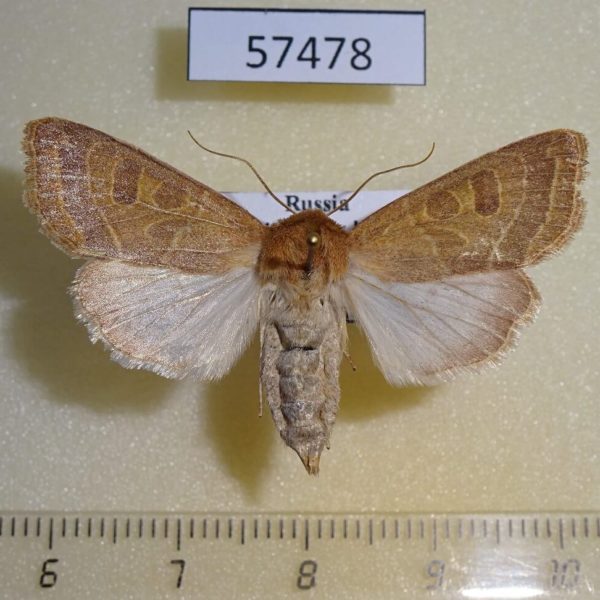 Noctuidae Orthosia cedermarki f Primorye