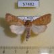 57482p Noctuidae Orthosia cedermarki f Primorye $10