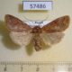 57486p Noctuidae Orthosia odiosa f Primorye $9