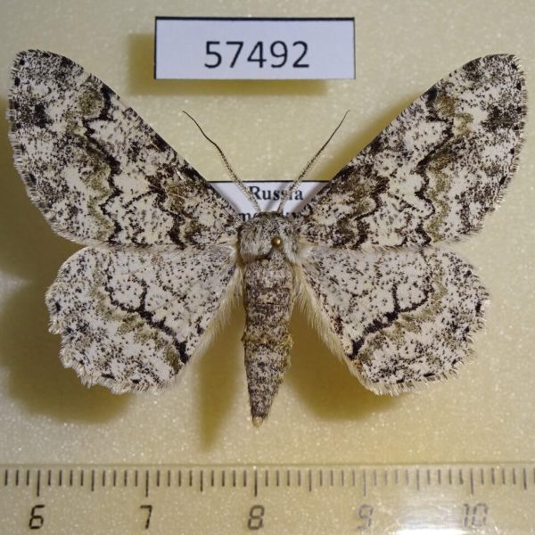 Geometridae Cusiala stipitaria Primorye