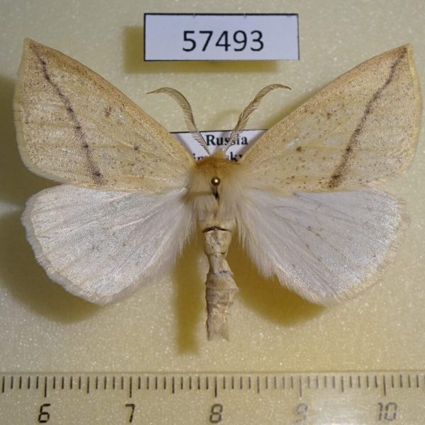 Geometridae Descoreba simplex Primorye