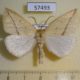 57493p Geometridae Descoreba simplex Primorye $5