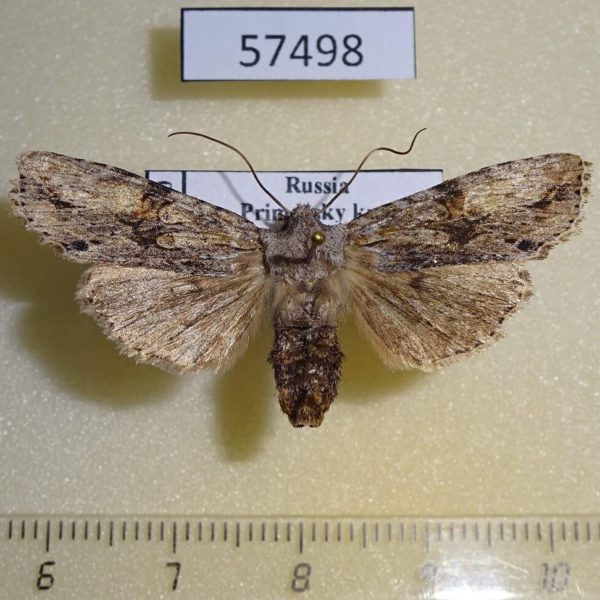 Noctuidae Lithophane socia Primorye