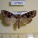 57500p Noctuidae Clavipalpula aurariae Primorye $5