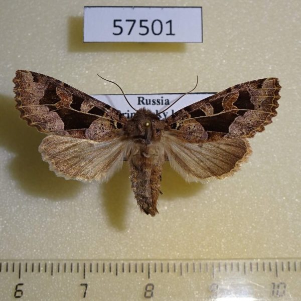Noctuidae Clavipalpula aurariae f Primorye