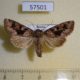 57501p Noctuidae Clavipalpula aurariae Primorye $5