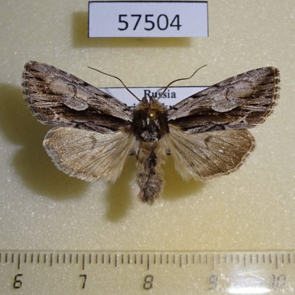 Noctuidae Calliergis ramosula Primorye