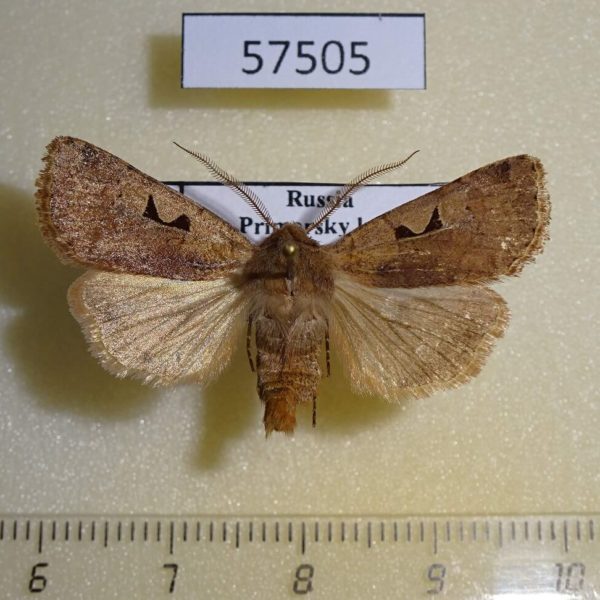 Noctuidae Cerastis pallescens Primorye