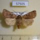 57505p Noctuidae Cerastis pallescens Primorye $5
