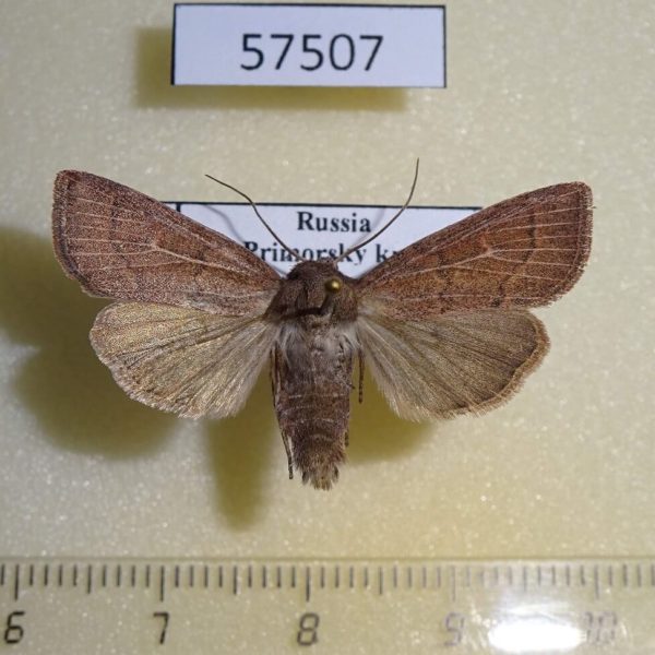 Noctuidae Mythimna inanis Primorye