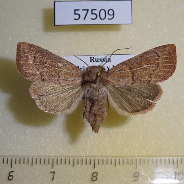 Noctuidae Mythimna inanis f Primorye