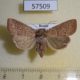 57509p Noctuidae Mythimna inanis f Primorye $8