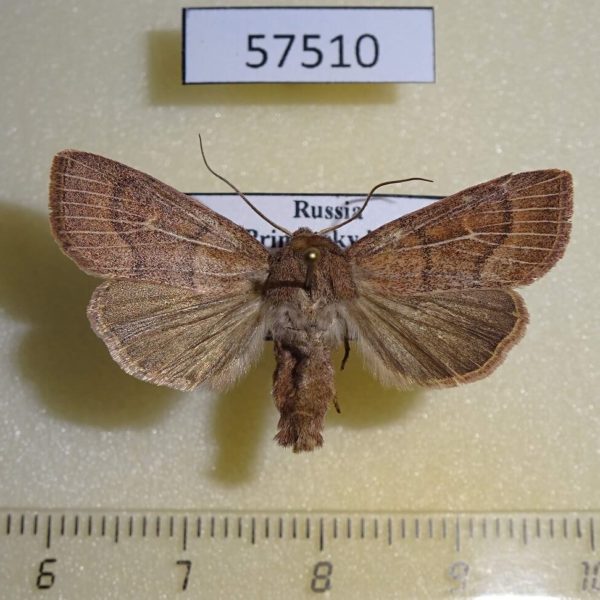 Noctuidae Mythimna inanis Primorye