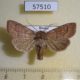 57510p Noctuidae Mythimna inanis Primorye $8