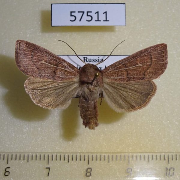 Noctuidae Mythimna inanis Primorye