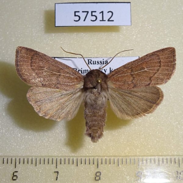 Noctuidae Mythimna inanis Primorye