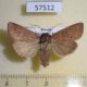 57512p Noctuidae Mythimna inanis Primorye $8