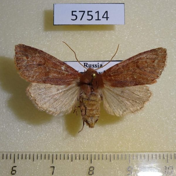 Noctuidae Orthosia odiosa f Primorye