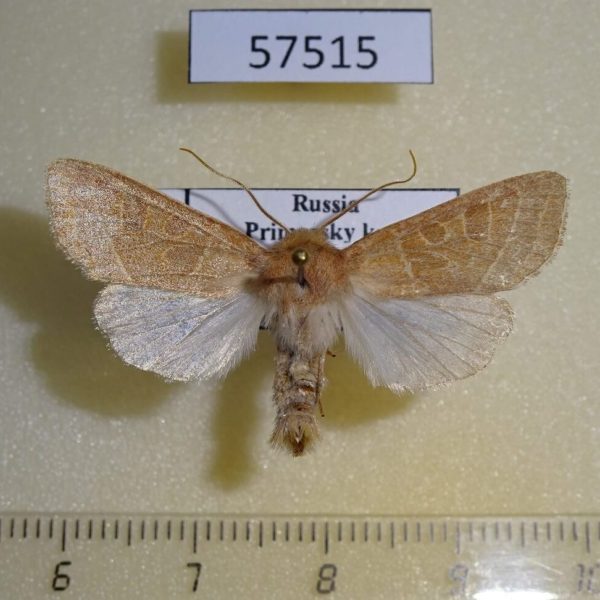 Noctuidae Orthosia cedermarki Primorye