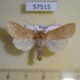57515p Noctuidae Orthosia cedermarki Primorye $7