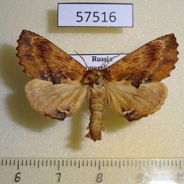 Notodontiidae Ptilodon capucina kuwayamae Primorye