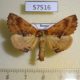 57516p Notodontiidae Ptilodon capucina kuwayamae Primorye $6